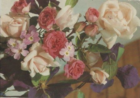 Rosen blühend Rosen blühend