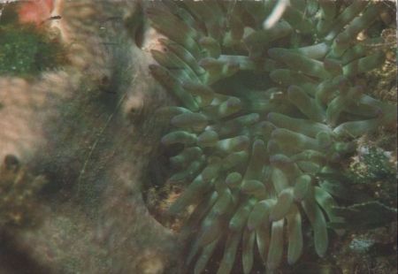 Seeanemonen Merestier Seeanemonen Merestier