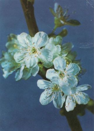 Blüten weiß Blüten weiß