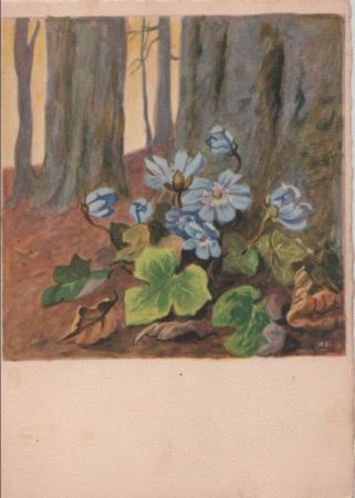 Schönermark Leberblümchen Schönermark Leberblümchen