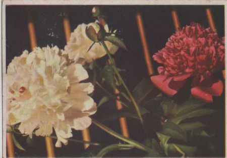 Blumen bunt blühend Blumen bunt blühend