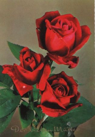 Der lieben Mutter Rosen Der lieben Mutter Rosen