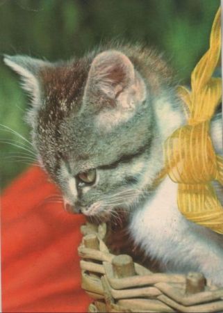 Katze müde Katze müde