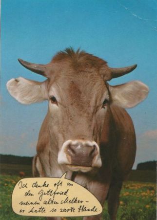 Kuh ottfried der Melker Kuh ottfried der Melker