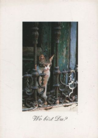 Wo bist du? Katze Wo bist du? Katze