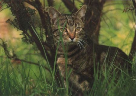 Katze auf der Lauer Katze auf der Lauer
