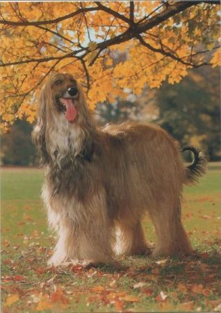 langfelliger Hund draußen langfelliger Hund draußen