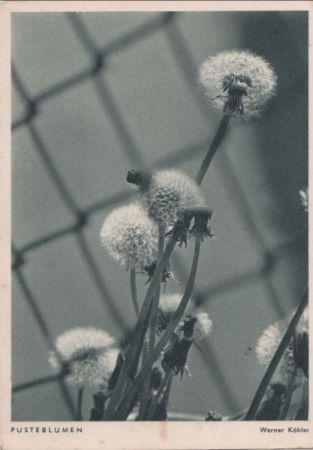 Pusteblumen schwarzweiß Pusteblumen schwarzweiß