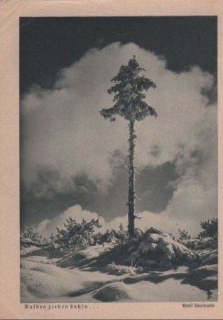 Wolken ziehen dahin Nadelbaum Wolken ziehen dahin Nadelbaum