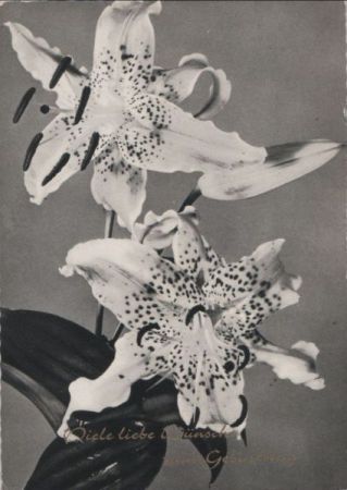 Zum Geburtstag Blumen Zum Geburtstag Blumen