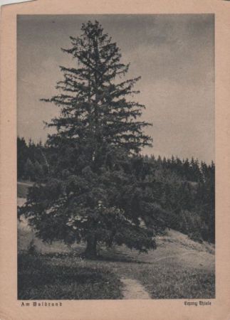 Am Waldrand Nadelbaum Am Waldrand Nadelbaum