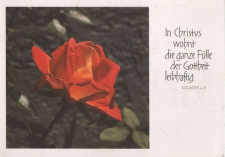 Hottheit leibhaftig Rose Hottheit leibhaftig Rose