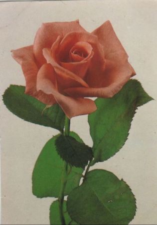 Rose blühend Rose blühend