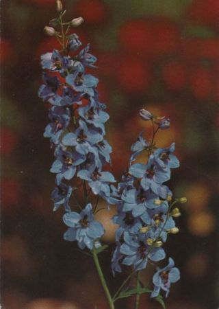 Blume blau blühend Blume blau blühend