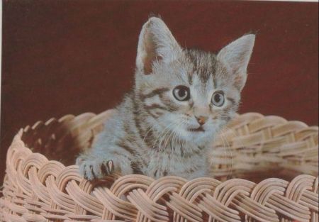 Katze im Korb Katze im Korb