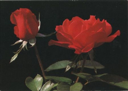 Rosen rot Rosen rot