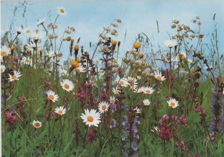 Feldblumen recht bunt Feldblumen recht bunt
