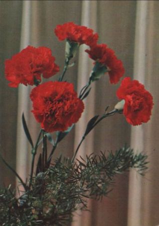Blumen rotblühend Blumen rotblühend