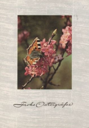 Frohe Ostergrüße Schmetterling Frohe Ostergrüße Schmetterling