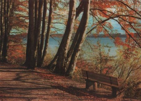 Waldweg am See Waldweg am See