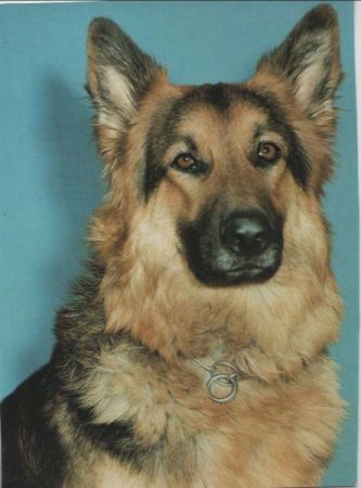 Deutscher Schäferhund mit Halsband Deutscher Schäferhund mit Halsband