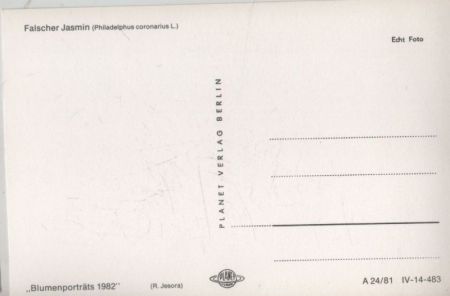 Flascher Jasmin 1982