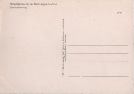 Ringelgänse beim Futtern Ringelgänse beim Futtern