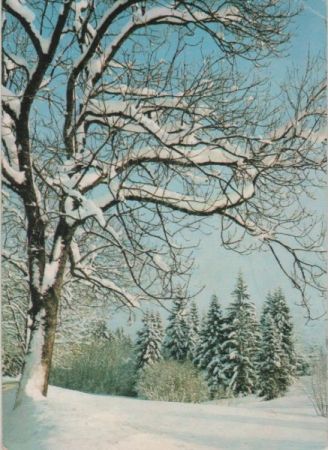 Baum im Winter Baum im Winter