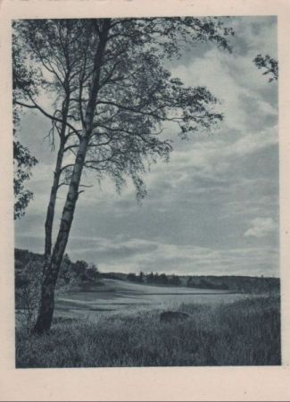 Birke Landschaft Birke Landschaft