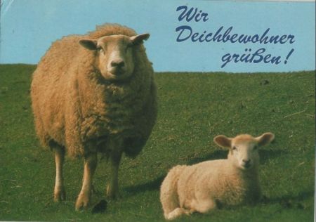 Schafe Deichbewohner Schafe Deichbewohner