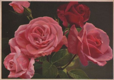 Rosen blühend Rosen blühend