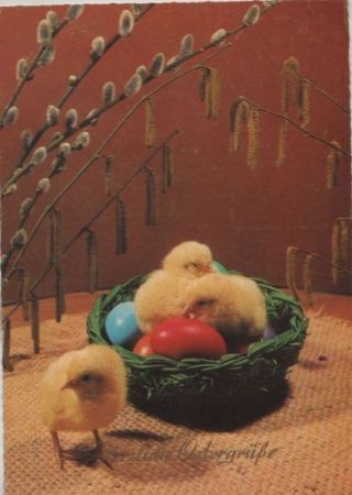 Herzliche Ostergrüße Küken Herzliche Ostergrüße Küken