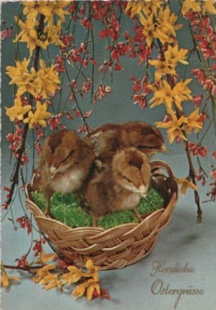 Herzliche Ostergrüße Küken Herzliche Ostergrüße Küken