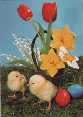 Frohe Ostern Küken Frohe Ostern Küken