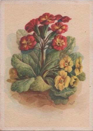 Blumen rot und gelb Blumen rot und gelb
