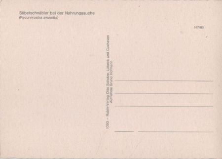 Säbelschnäbler bei Nahrungssuche Säbelschnäbler bei Nahrungssuche