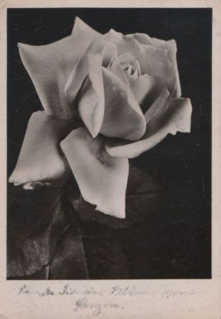 Rose schwarzweiß Rose schwarzweiß