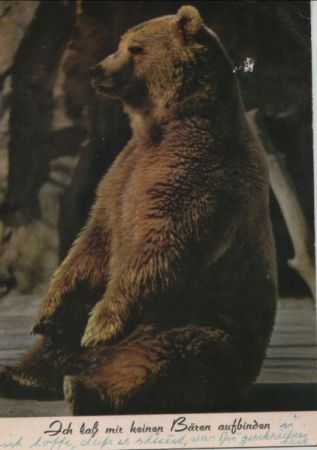 sitzender Bär Bären aufbinden sitzender Bär Bären aufbinden