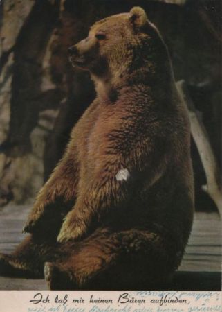 Bären aufbinden sitzender Bär Bären aufbinden sitzender Bär
