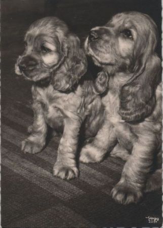 Zwei Hunde sitzend Zwei Hunde sitzend