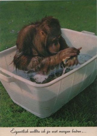 Affe in der Wanne Affe in der Wanne
