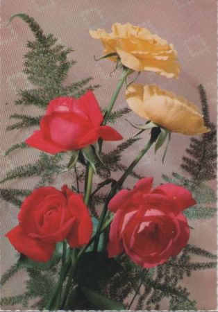 Rosen blühend Rosen blühend