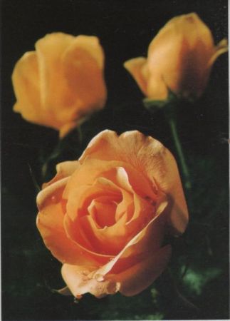 Rosen gelb Rosen gelb