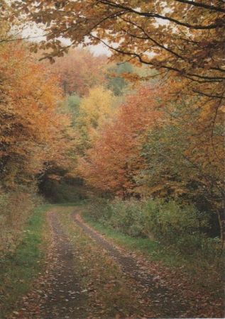 Weg im Wald Weg im Wald