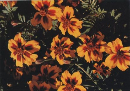 Studentenblume Sonderstempel Studentenblume Sonderstempel