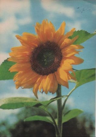 Sonnenblume blühend Sonnenblume blühend