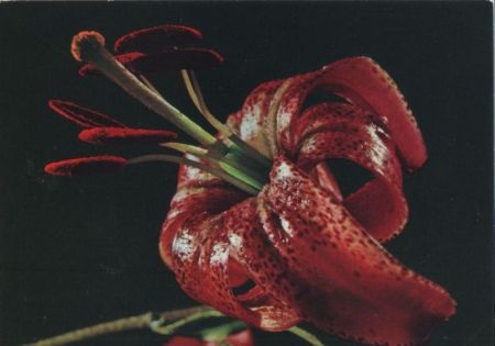 Türkenbund Lilium martagon Türkenbund Lilium martagon