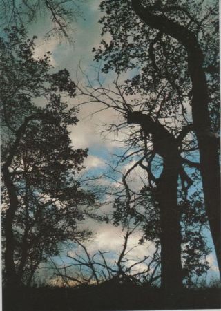 Wald im Gegenlicht Wald im Gegenlicht