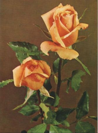 Zwei Rosen gelb Zwei Rosen gelb