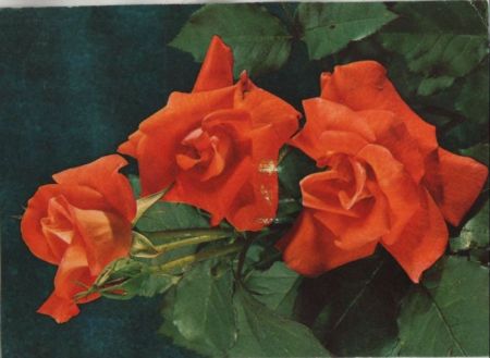 Rosen blühend Rosen blühend
